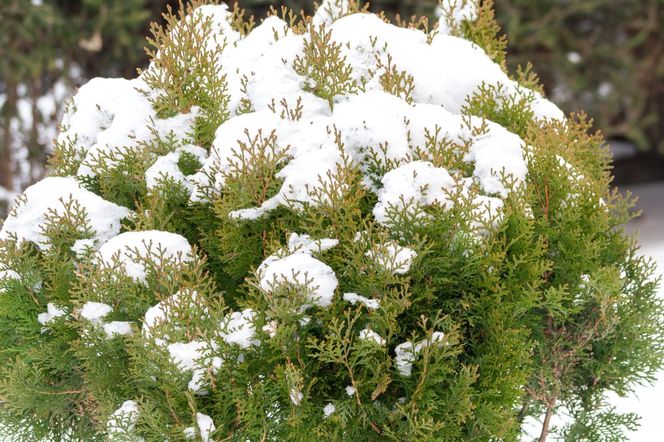 Iglaki zimą w ogrodzie
