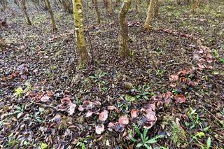 Czarcie kręgi w lesie pod Gorzowem