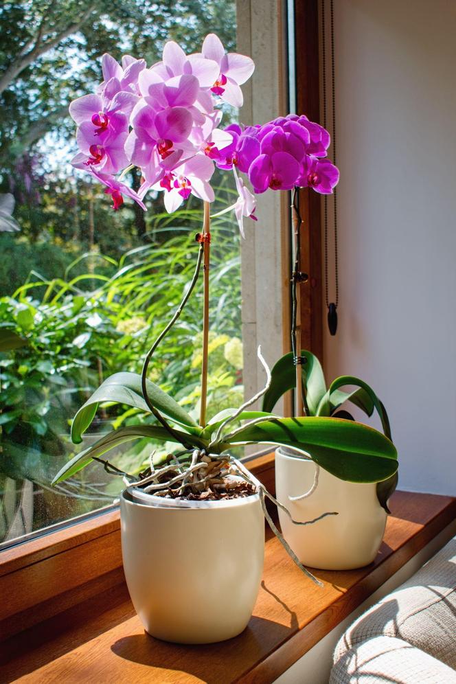 Storczyk Phalaenopsis