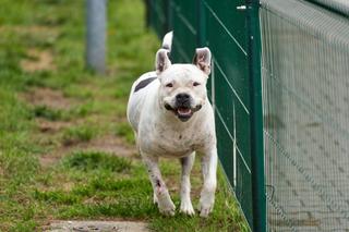 Te psiaki z wrocławskiego schroniska oraz Ekostraży szukają domów. Zwierzę to nie zabawka 