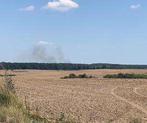 Pożar młodnika w Witnicy. Na miejscu działa 12 zastępów straży