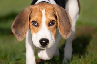 Najpopularniejsze rasy psów w 2024 roku