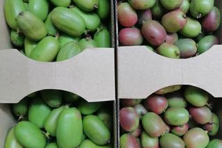 Wyjątkowe owoce rosną pod Bydgoszczą. Wiadomo już, że mini kiwi mają 20 składników odżywczych, a naukowcy nie skończyli liczyć
