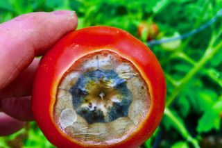 Sucha zgnilizna wierzchołkowa pomidora