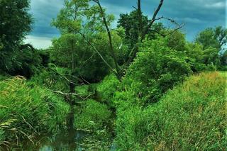 Tążyna - dawniej graniczna rzeka w powiecie aleksandrowskim