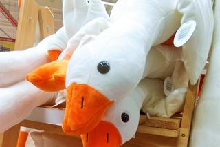 Gęś Pipa trafiła do hipermarketu. Jej cena zaskakuje!