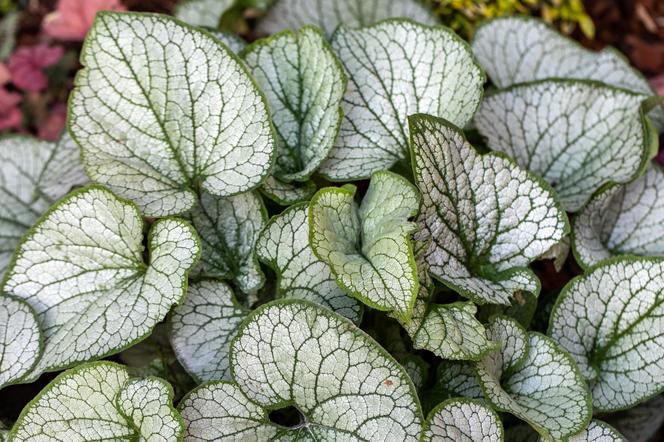 Brunnera wielkolistna