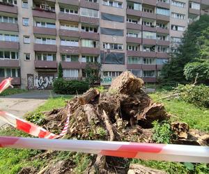 Wielkie drzewo runęło im na blok. „Widziałam, jak na mnie leci!”