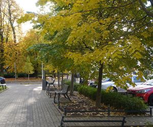 Kolorowe drzewa i kamienice. Ta ulica w Olsztynie zachwyca jesienią