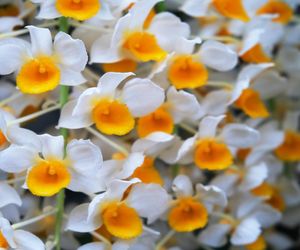 Sekrety pielęgnacji storczyka Dendrobium. Jak dbać o Dendrobium nobile?