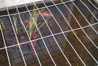 Rybka spadła z nieba