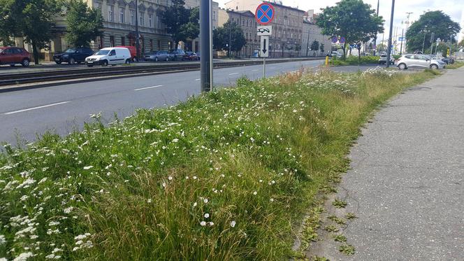 Znika bydgoski busz! To miały być oszczędności i walka z suszą. Ogrodnik ma inne zdanie