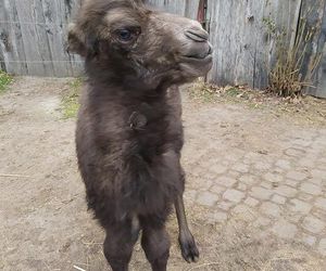 W opolskim zoo urodził się nowy wielbłąd