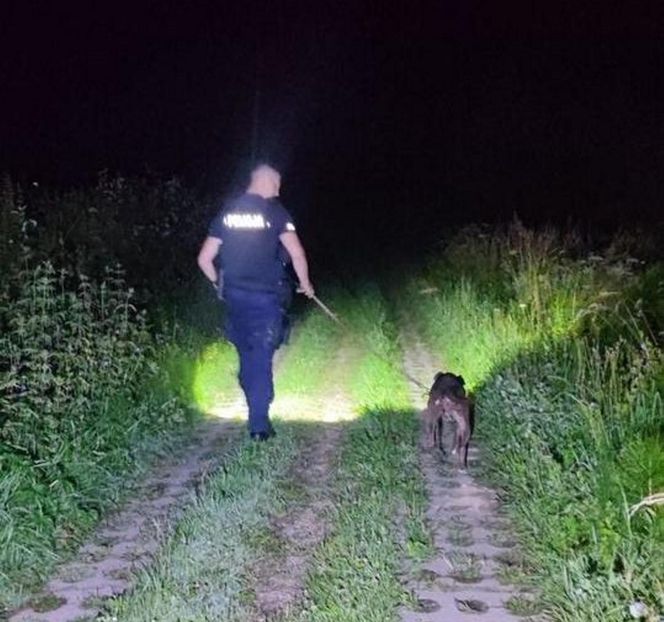  ZŁodzieje ukradli pitbulla.