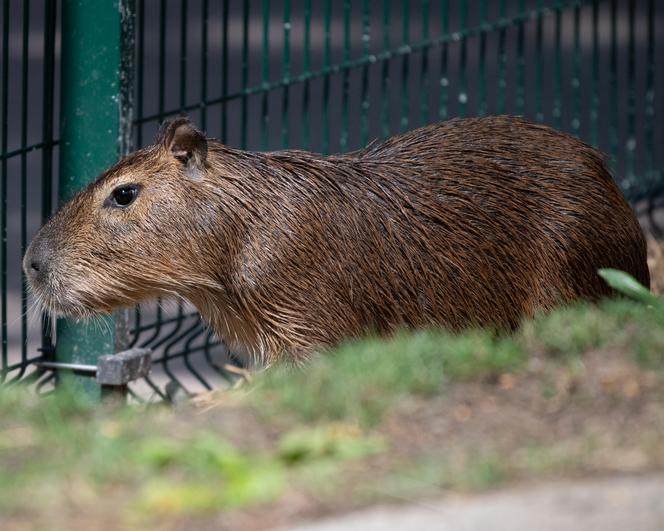 Kapibary przejmują łódzkie ZOO! Do dwóch samic dołączył samiec