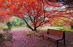 Arboretum w Rogowie