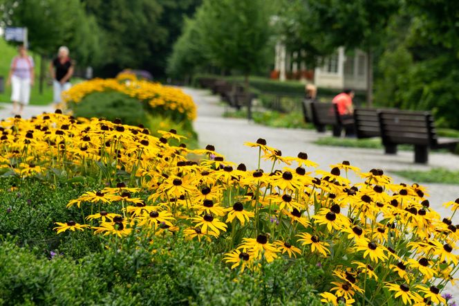 Rudbekia błyskotliwa
