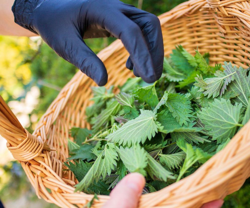 Pokrzywa zwyczajna - działanie, zastosowanie i sposoby wykorzystywania