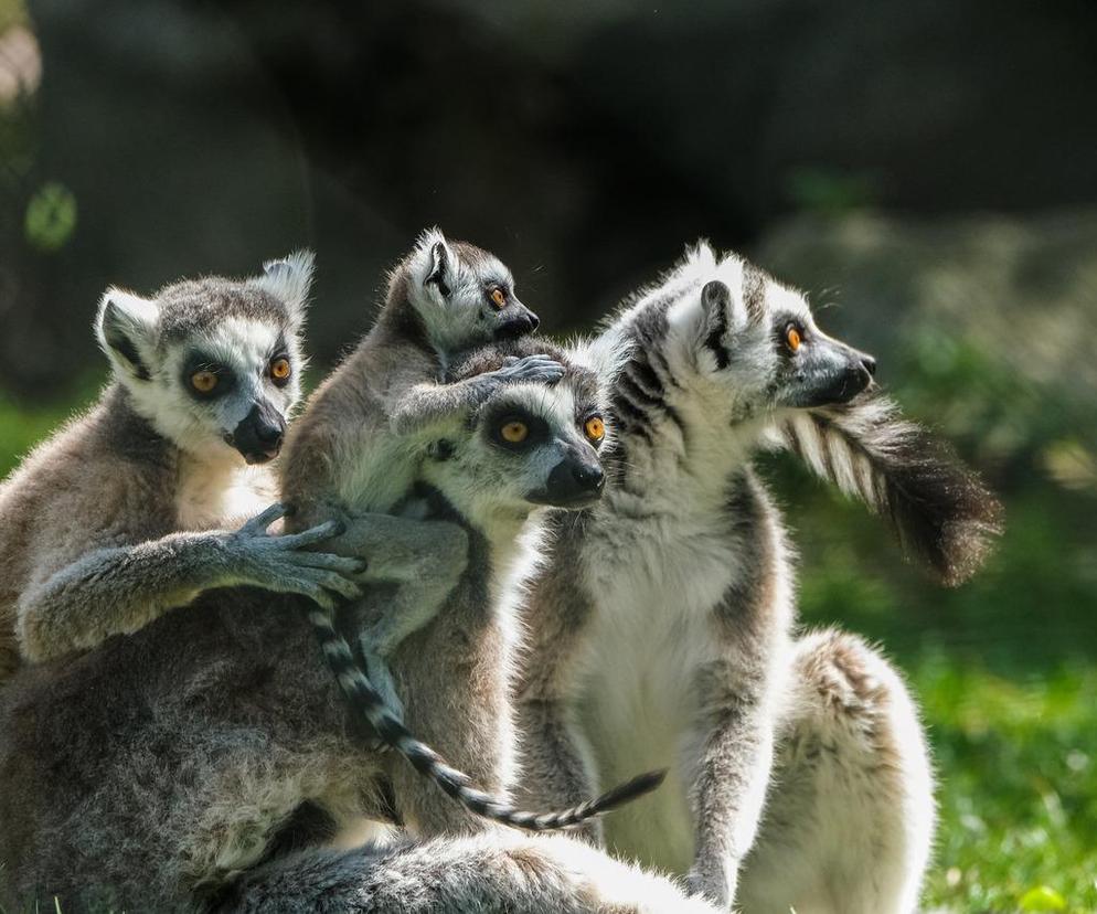 Dwie hale i niezliczona ilość zwierząt. Przed nami kolejna edycja Zooparku