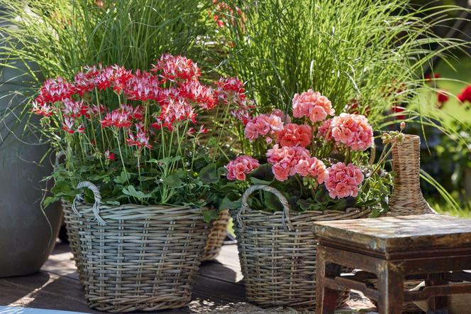 Pelargonie