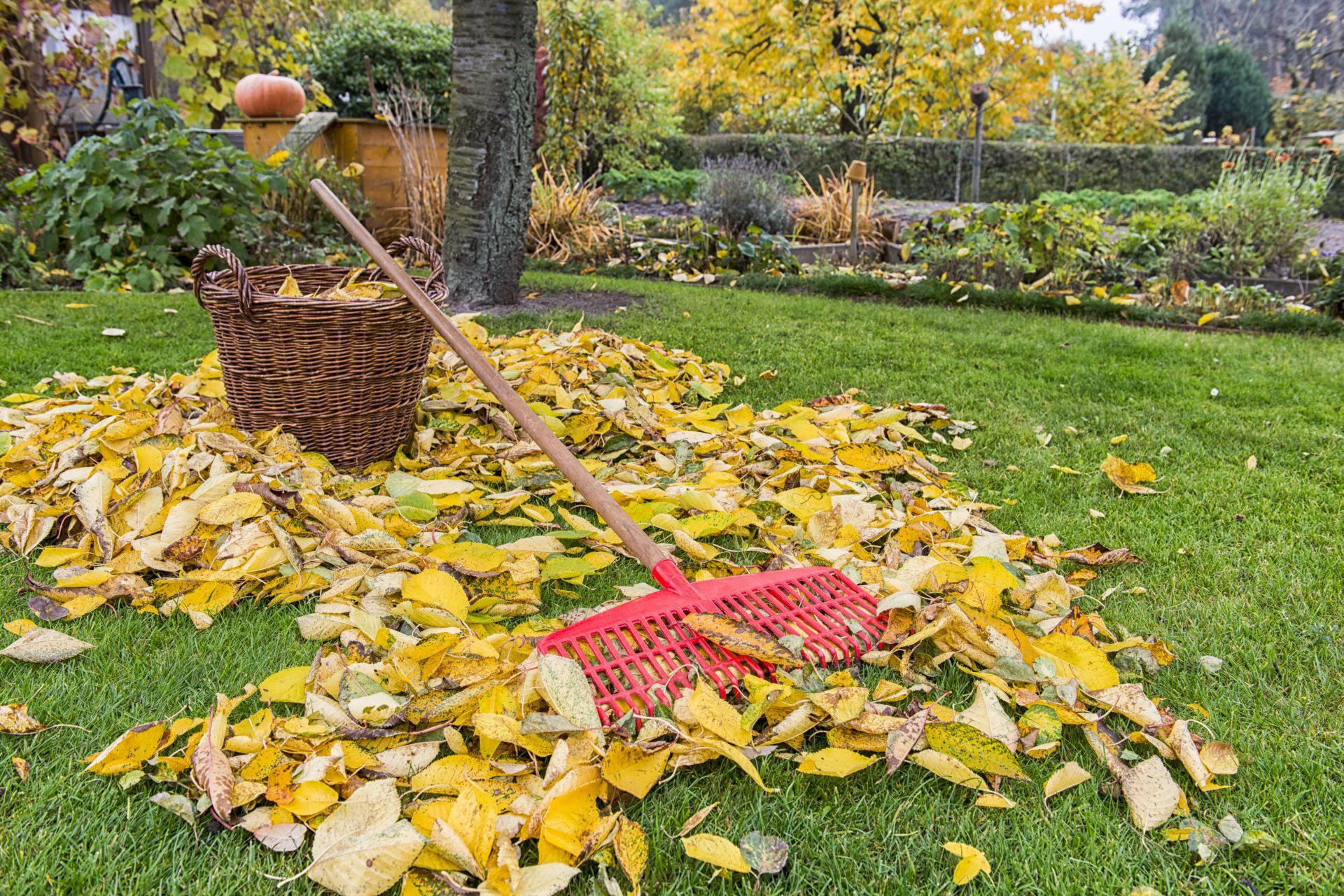 Уборка листвы. Осенний сад. Осень в саду. Огород осенью. Уборка сада.