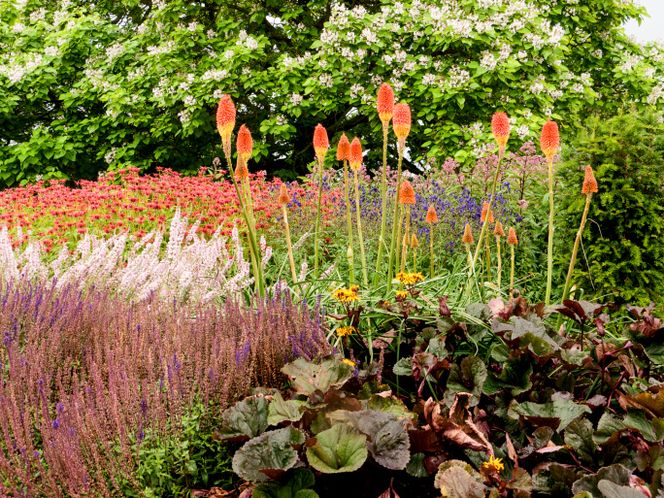 Czy trytomę trzeba wykopywać przed zimą?