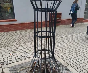 Kradzież lipy w centrum Katowic
