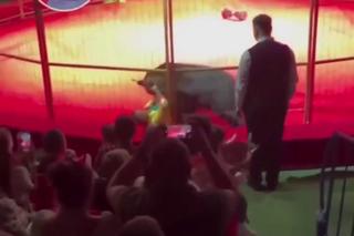 Ogromny niedźwiedź zaatakował tresera w cyrku. Horror na oczach setek dzieci