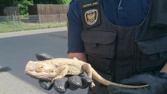 Interwencje Eko Patrolu w Warszawie