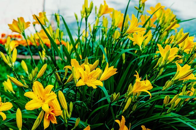 Liliowiec ogrodowy (Hemerocallis)