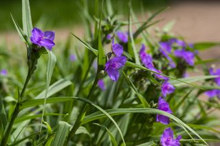 Trzykrotka wirginijska