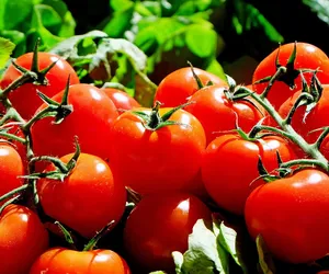 Wiosną za polskie pomidory zapłacimy 80 zł. Tańsze będą warzywa z zagranicy
