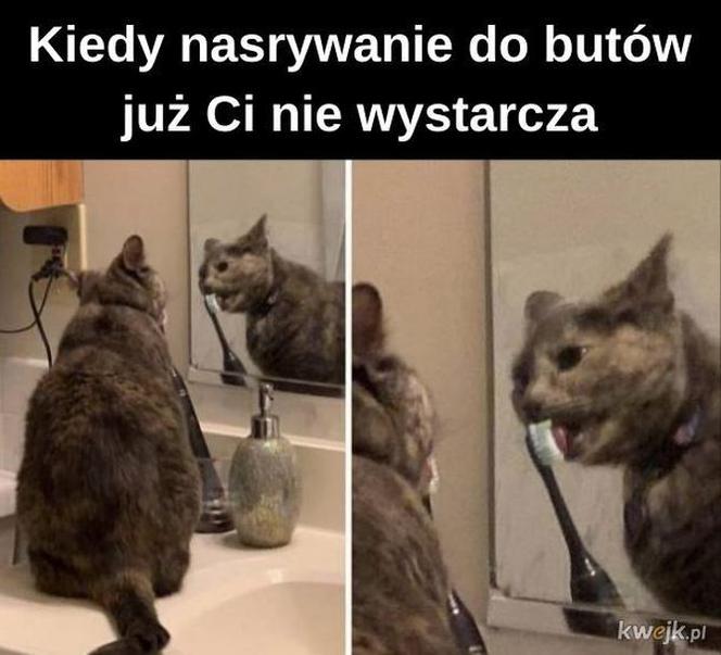 Dzień Kota 2020