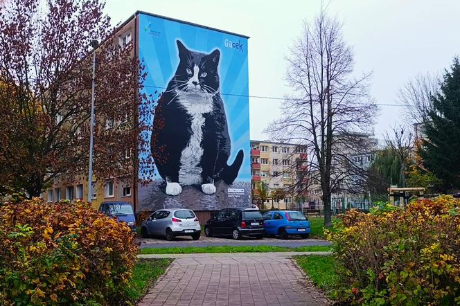 Mural z kotem Gackiem już odsłonięty