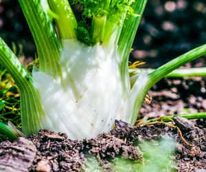 Oczyszcza, odchudza, reguluje ciśnienie. Niedoceniane warzywo o ciekawym smaku 