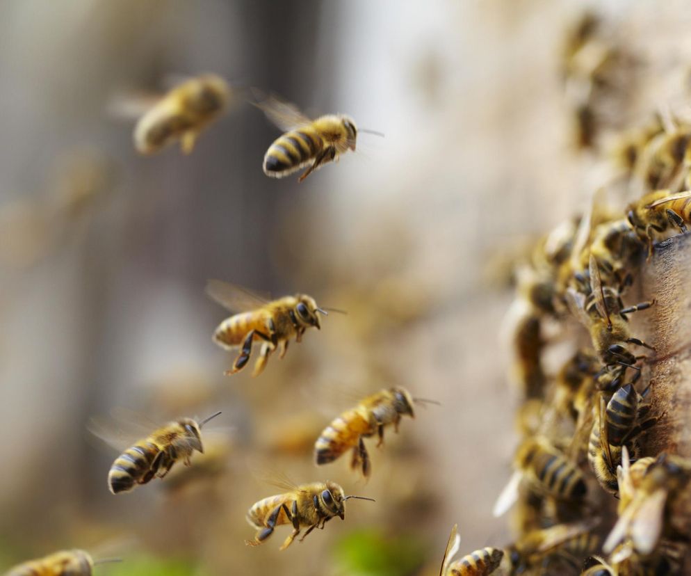 To może być rewolucja w diagnostyce raka płuc. Pomogą w tym... pszczoły