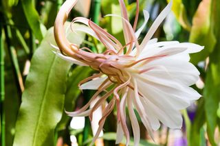 Królowa Nocy (Epiphyllum oxypetalum)