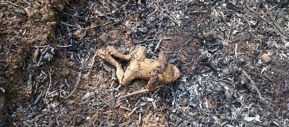 Mieszkańcy Podkarpacia masowo wypalają trawy