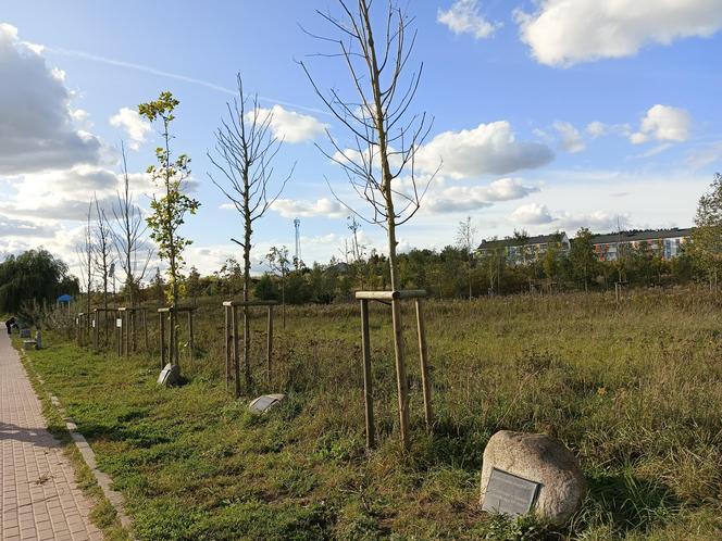 Gaj Matek i Ojców w Gdańsku zaniedbany. Miał być symboliczny park, są uschnięte drzewa i wysoka trawa