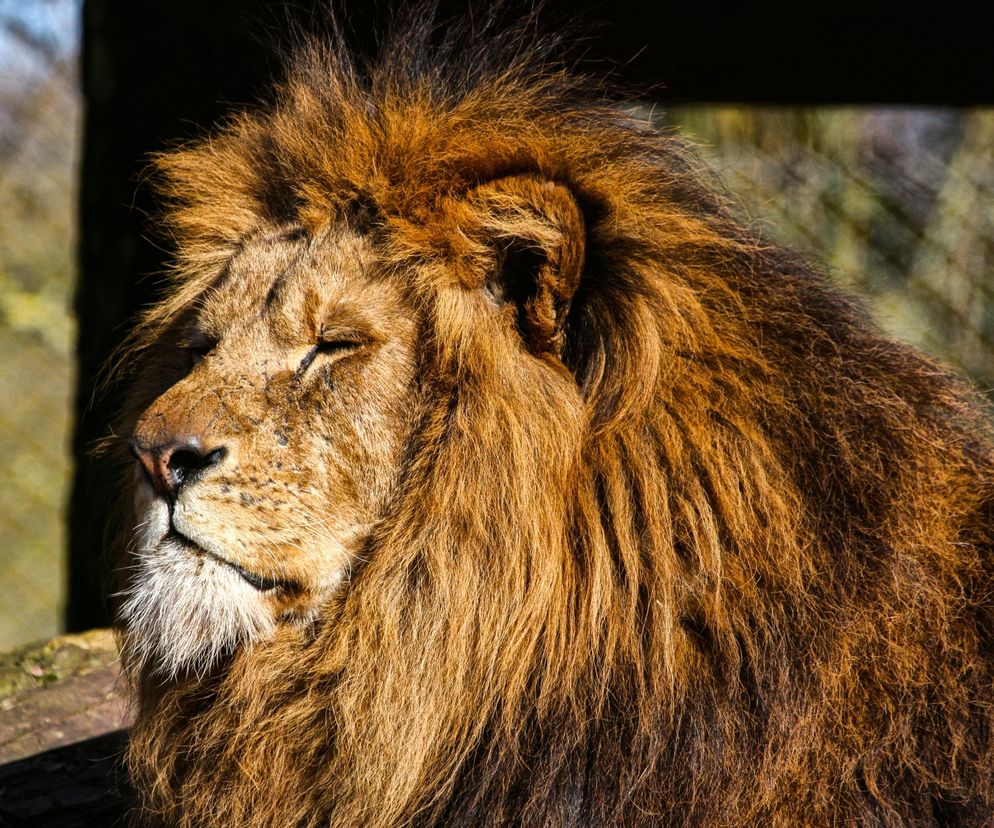 Z zoo w turystycznej miejscowości uciekł lew, krążył przy hotelach. Zaatakował mężycznę. Usłyszałem tylko szmer
