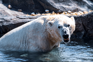 Tragedia na Alasce. Niedźwiedź polarny zabił kobietę i jej rocznego synka