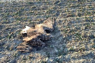 Martwy bielik znaleziony w woj. lubelskim. Wszystko wskazuje na to, że został otruty