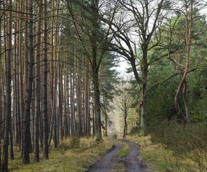 Grzybiarz z Iławy po wyjściu z lasu stwierdził, że ukradli mu auto