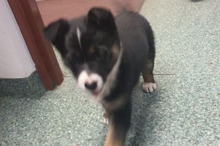 Porzucony szczeniak piszczał w lesie. Kierowca autobusu uratował go od śmierci!