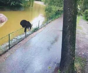 Szok! Niedźwiedź wdarł się do zoo i atakował zwierzęta. Wideo w sieci