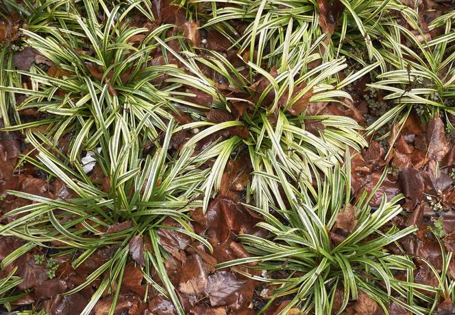 Turzyca Morrowa - Carex morrowii