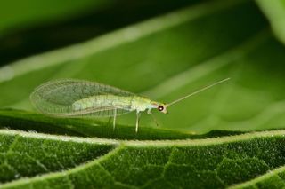 Owady pożyteczne w ogrodzie