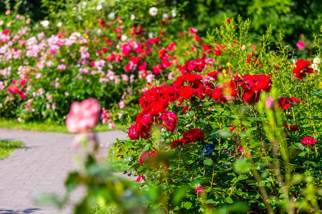 7 najładniejszych ogrodów botanicznych w Polsce. Kiedy je odwiedzić i gdzie są?