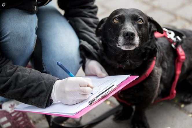 Mieszkańcy Krakowa chętnie adoptują psy w czasie koronawirusa