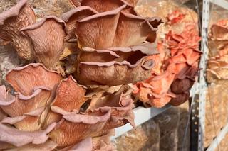 Koszty w mieście - boczniaki mają różne odmiany, są żółte, różowe i inne